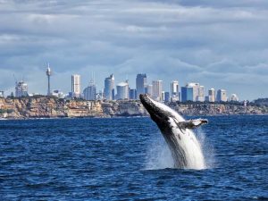 Whale watching in Sydney, Australia.