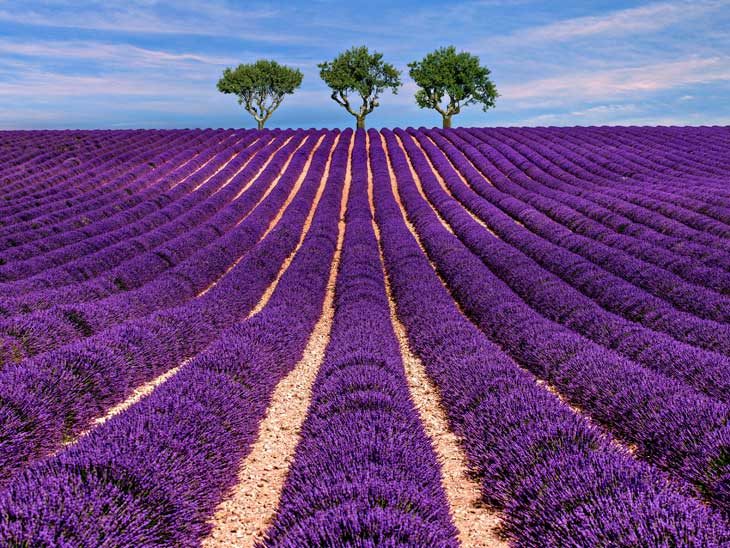Lavender fields in Provence.