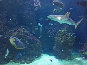 Shark at Institute Oceanographique