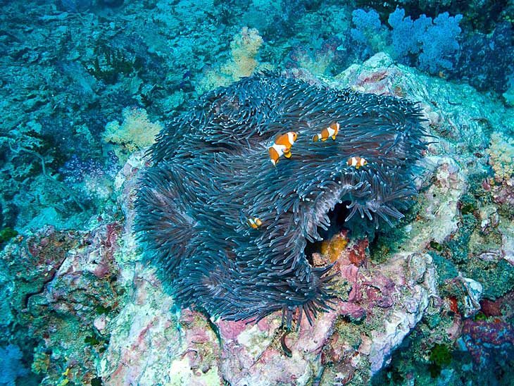 Coral and Clown Fish just off the coast of Phuket, Thailand.