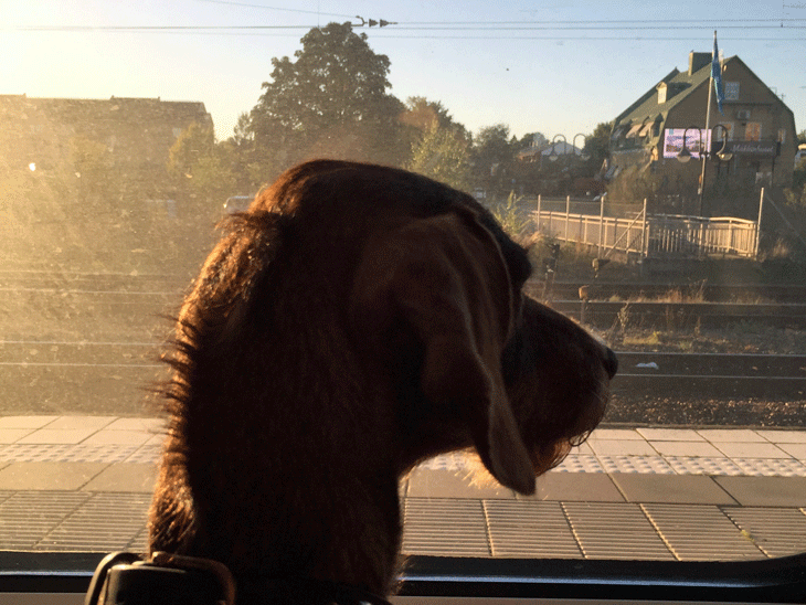 This is the dachshund "Bosse" enjoying the view from the train.